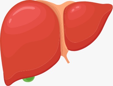 Liver